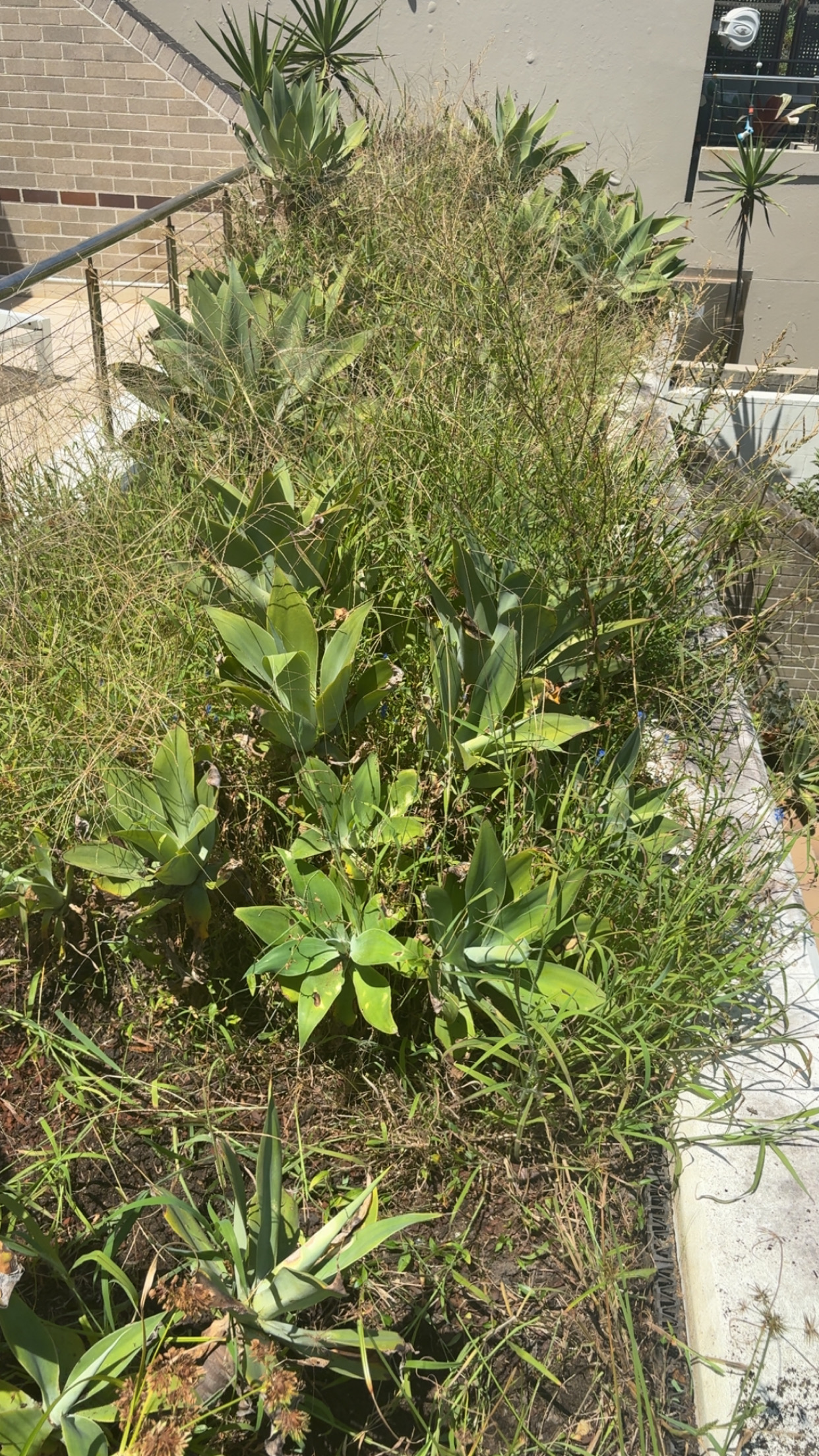 Before - overgrown garden bed cleared by ETF Gardens