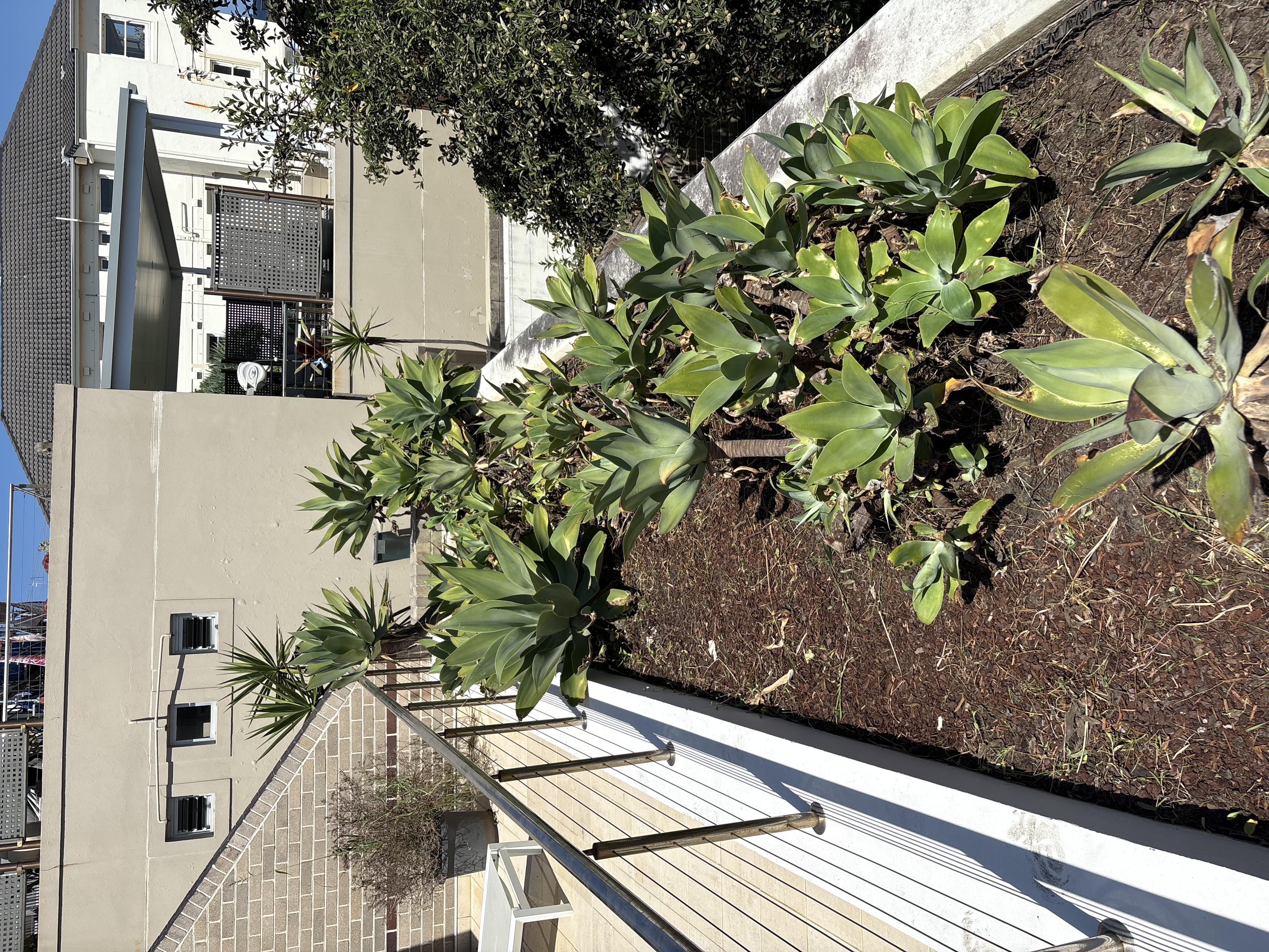 After - garden bed cleaned and mulched by ETF Gardens