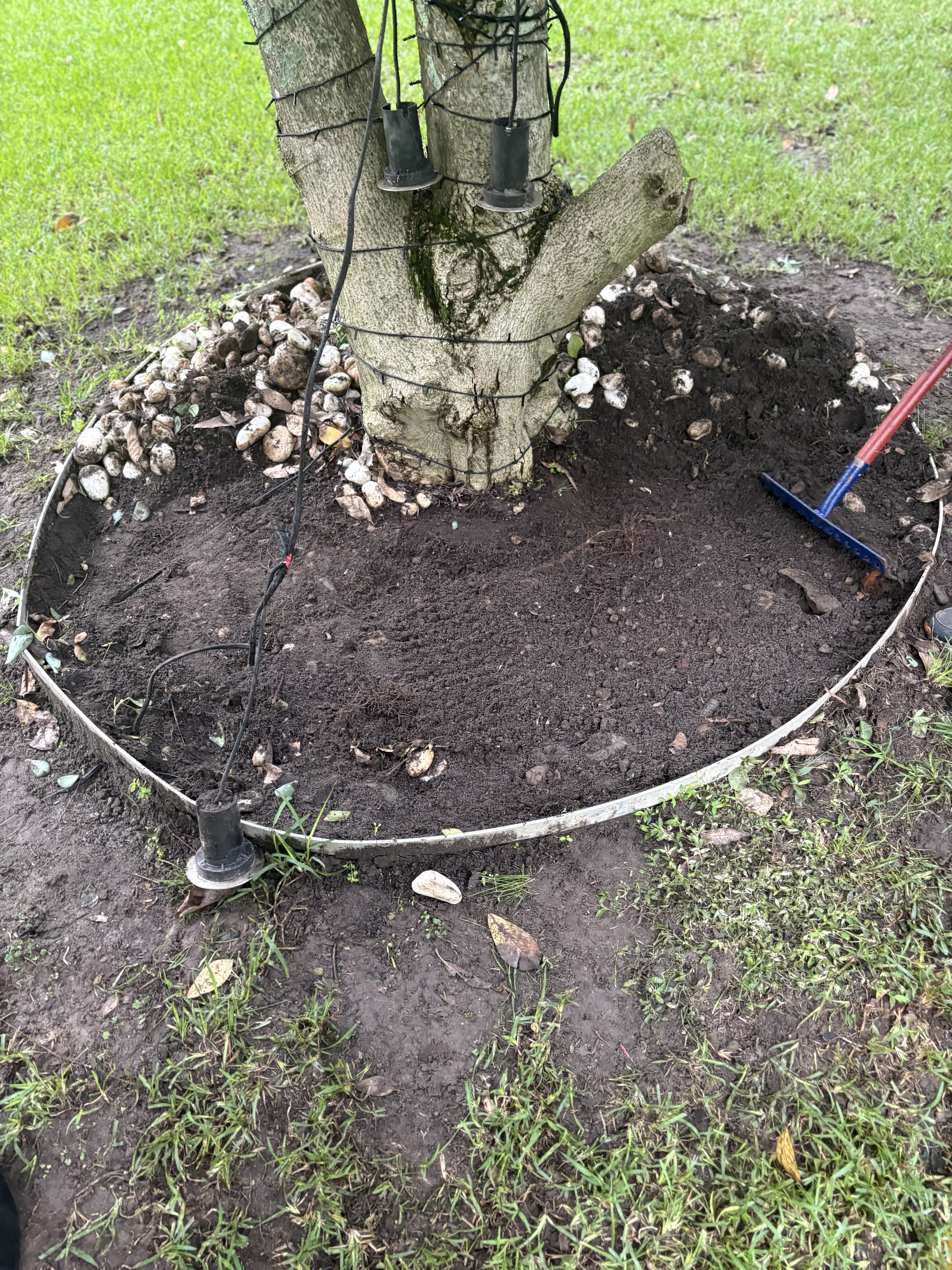 Before - bare soil around tree being prepared by ETF Gardens