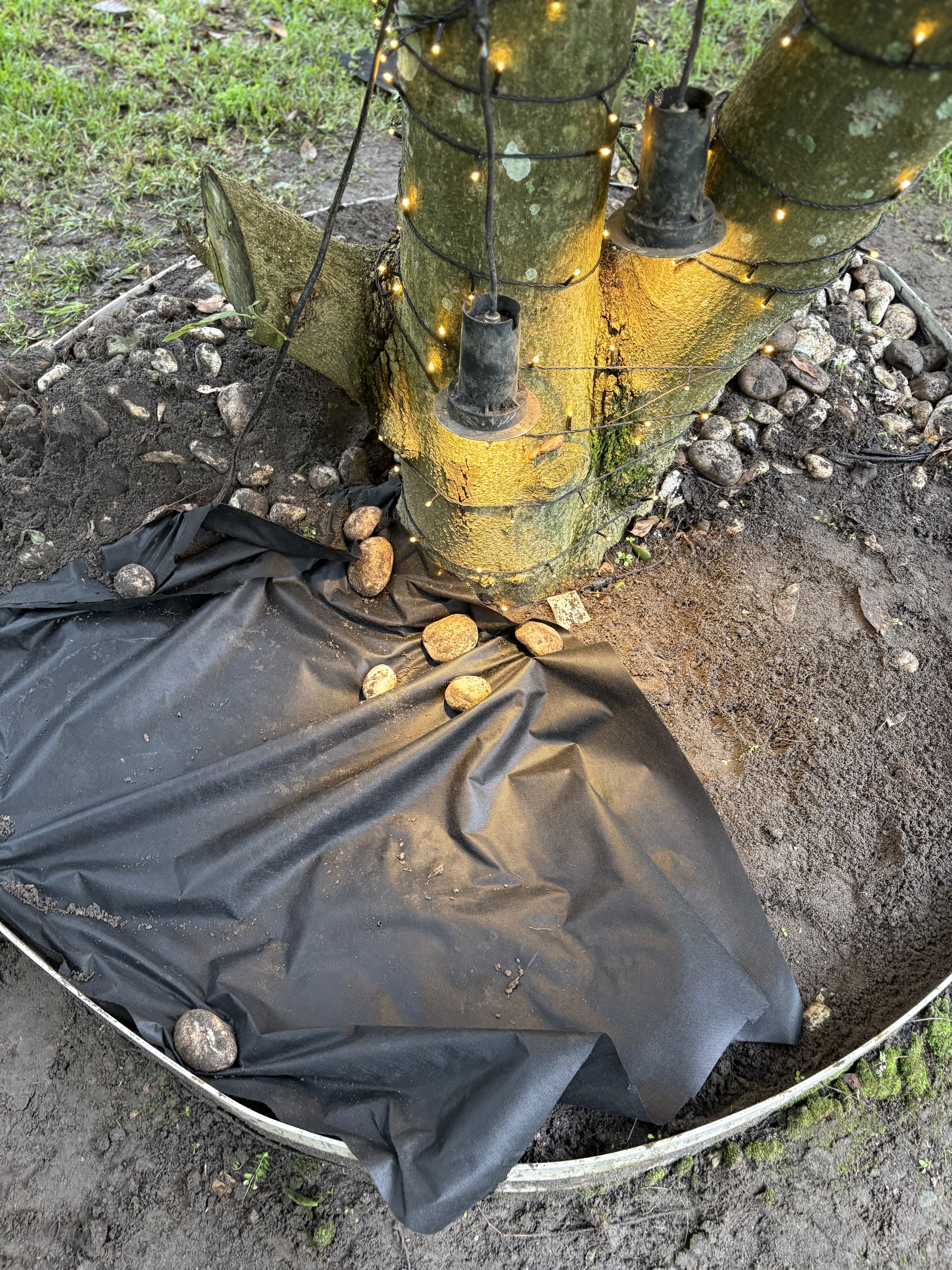 Weed mat installation around tree base - ETF Gardens